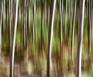 Bosque encantado