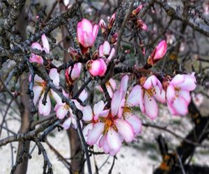 Almendro en flor