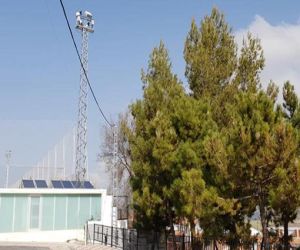 Detectados diversos espacios con procesionaria en Alhama