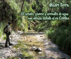 De árboles, géneros y corrientes de agua: una mirada distinta al río Cebollón