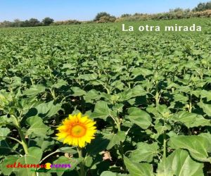 Meditación del girasol solitario