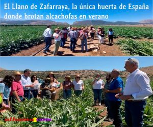 El Llano de Zafarraya, la única huerta de España donde brotan alcachofas en verano