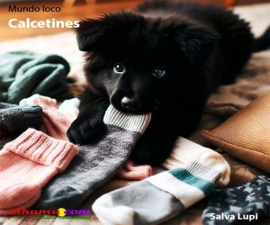 Calcetines