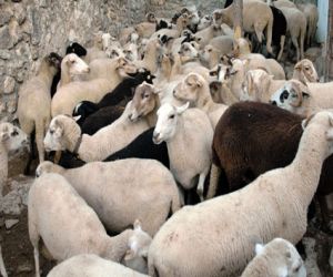 El Ministerio de Agricultura reconoce a la oveja lojeña como raza de protección oficial