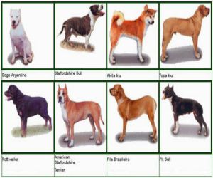 Tenencia de Perros potencialmente peligrosos