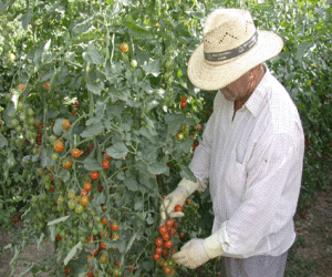 Asaja denuncia que una mayorista adeuda un millón a un centenar de agricultores