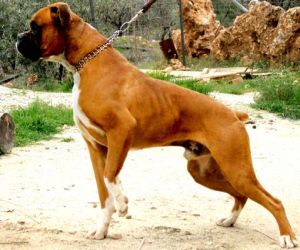 Cada vez más personas poseen bóxer en Alhama