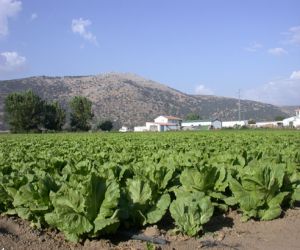 CajaGRANADA presta su apoyo financiero al sector hortofrutícola del Llano de Zafarraya