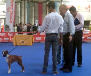 Alhama en la XXXII Exposición Nacional Canina Ciudad de Jaén, los días 6 y 7 de octubre