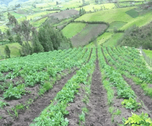Curso de agricultura ecológica