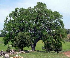 Alhama, naturaleza viva y con historia