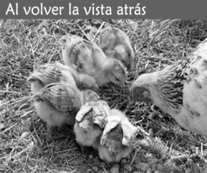 La pitirra marinera	 