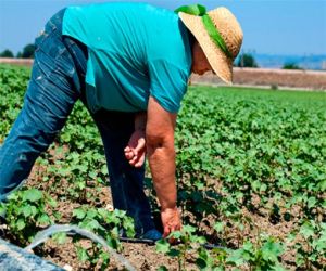 Cerca de 800 agricultores y ganaderos se beneficiarán de las ayudas de la Junta a las pólizas de seguros agrarios de 2015