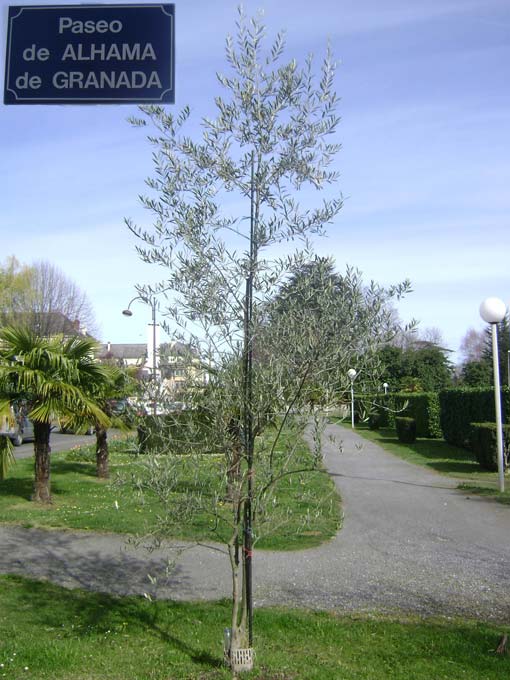  Vista del Paseo que BAGNÈRES le ha dedicado a ALHAMA 