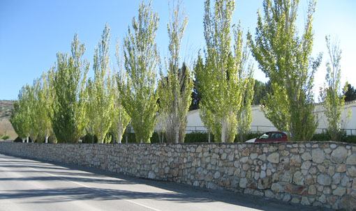  Muchos fusilamientos tenían lugar en la cuneta del cementerio alhameño, hoy tapado por el muro del aparcamiento 