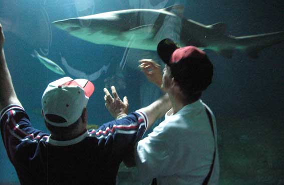  Sorprendidos con los tiburones del acuario 