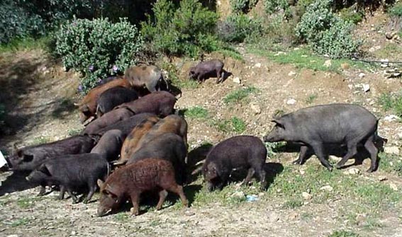  Enemigo del agricultor. Una manada de jabalíes en las sierras malagueñas.  LO 