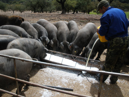 Un ganadero alimenta a los cerdos con leche de cabra