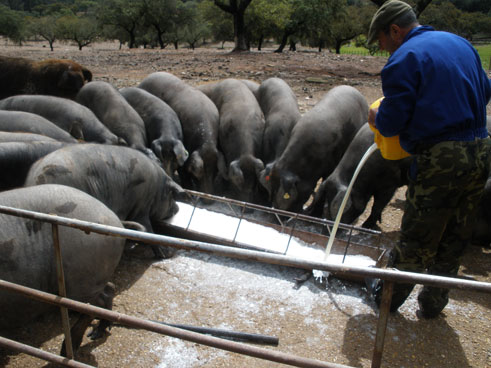 Un ganadero alimenta a los cerdos con leche de cabra Un ganadero alimenta a los cerdos con leche de cabra