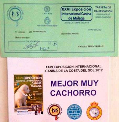 Credencial del ganador Credencial del ganador