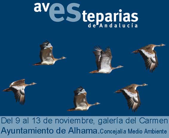  Aves esteparias de Andalucía 