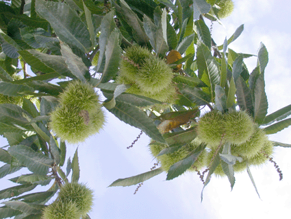 Castaño junto al Robledal