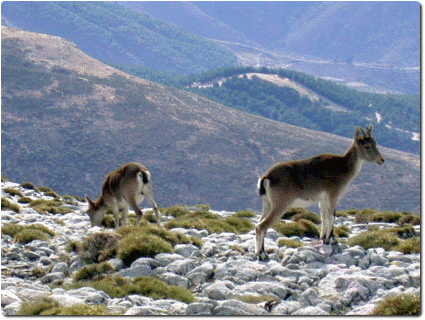 Cumbres de la Tejeda