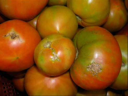 Tomates afectados por la Tuta Absoluta 