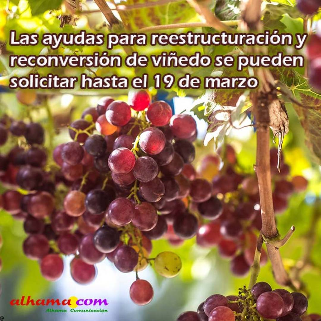 Las ayudas para reestructuración y reconversión de viñedo se pueden solicitar hasta el 19 de marzo