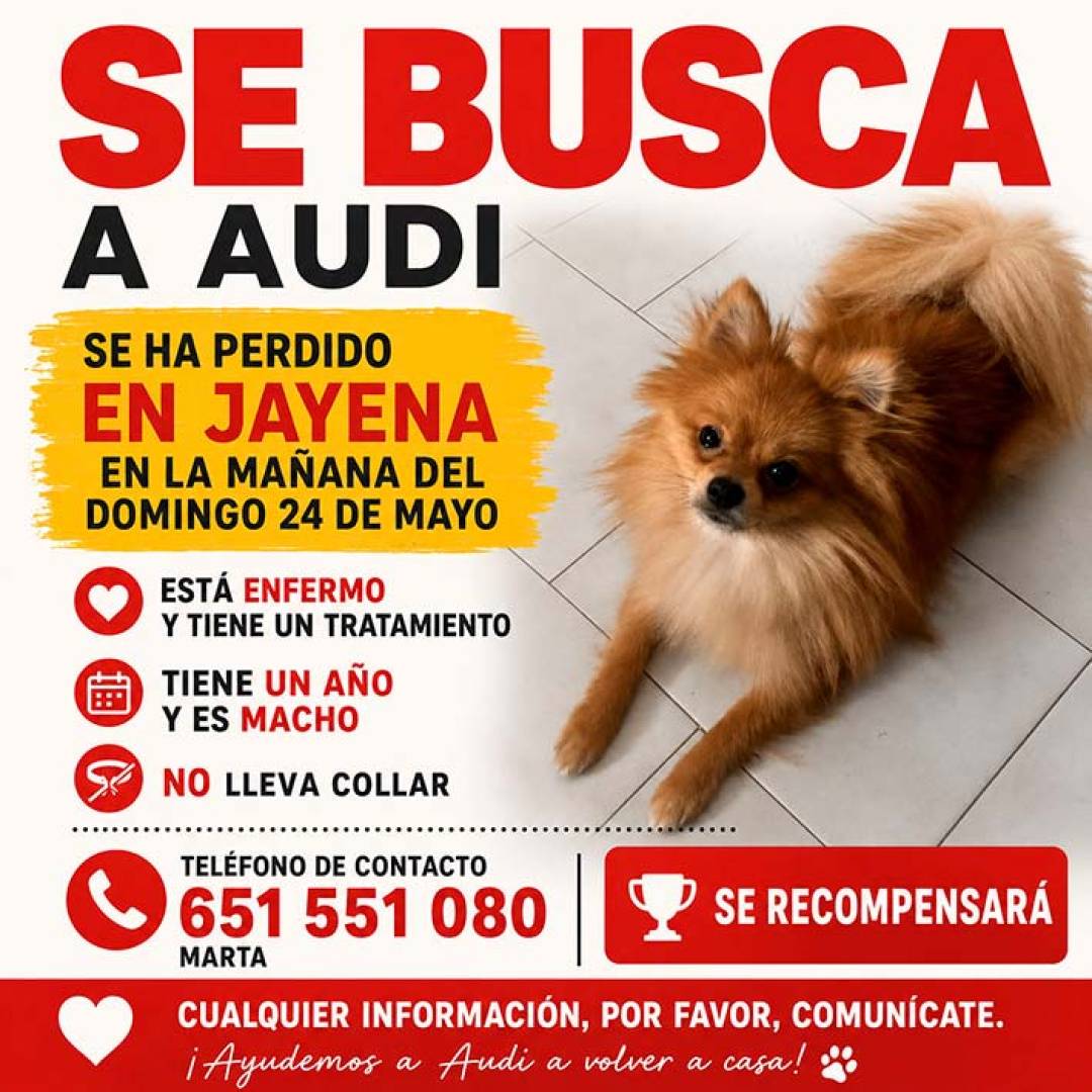 Buscan a Audi, un pequeño perro perdido en Jayena que necesita tratamiento
